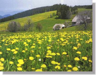 Frühjahr in Schönwald