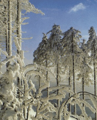 Winterbild aus Schönwald